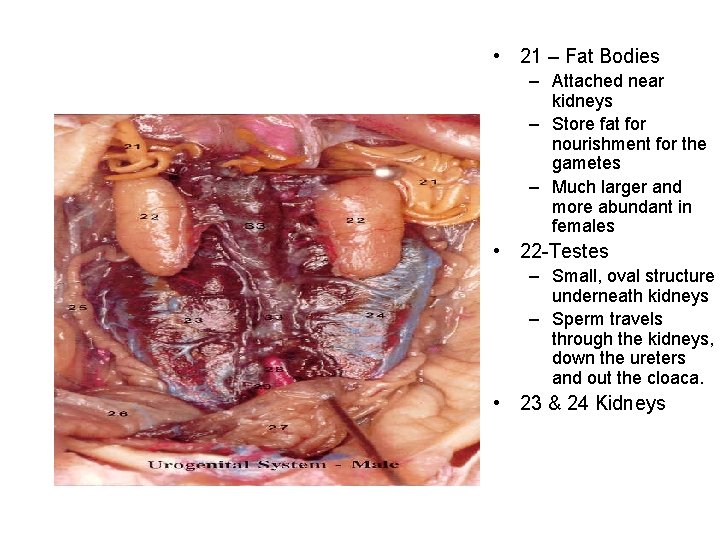  • 21 – Fat Bodies – Attached near kidneys – Store fat for