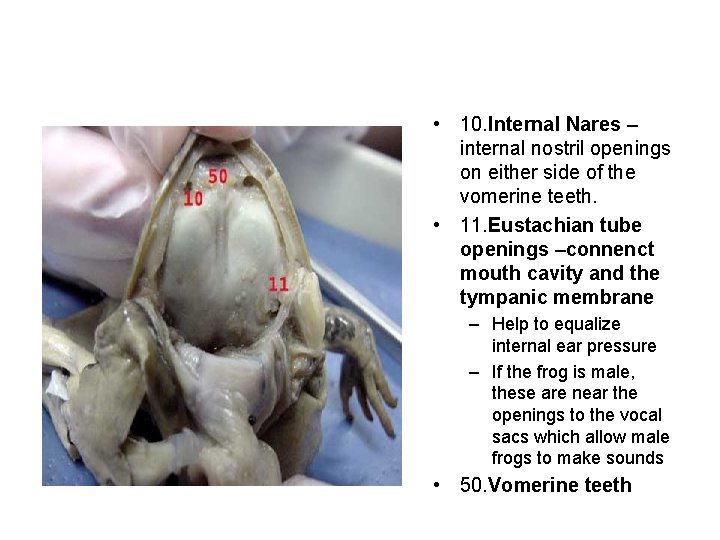  • 10. Internal Nares – internal nostril openings on either side of the