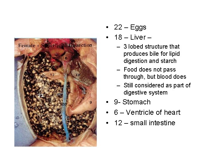  • 22 – Eggs • 18 – Liver – – 3 lobed structure