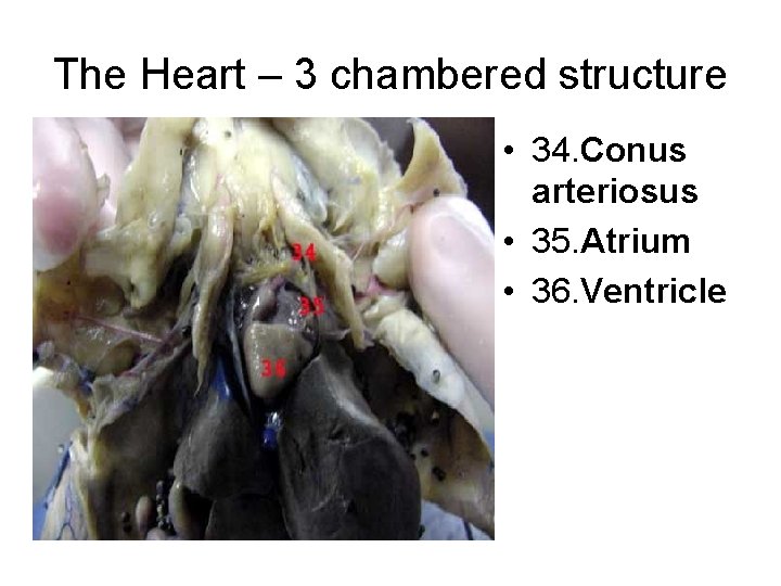 The Heart – 3 chambered structure • 34. Conus arteriosus • 35. Atrium •