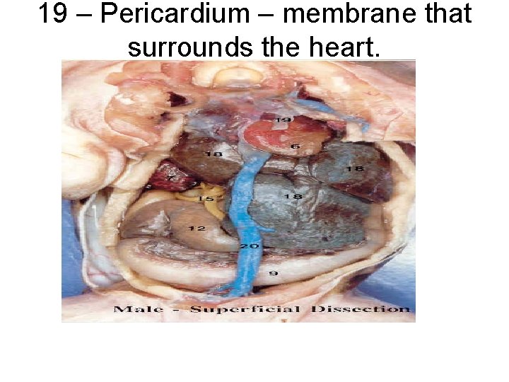 19 – Pericardium – membrane that surrounds the heart. 