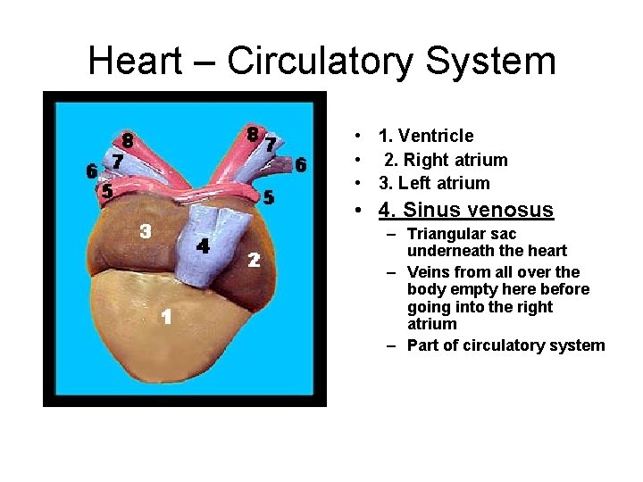 Heart – Circulatory System • 1. Ventricle • 2. Right atrium • 3. Left