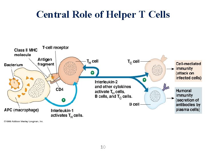 Central Role of Helper T Cells 10 