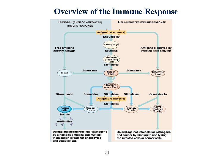 Overview of the Immune Response 21 