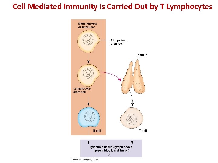 Cell Mediated Immunity is Carried Out by T Lymphocytes 3 