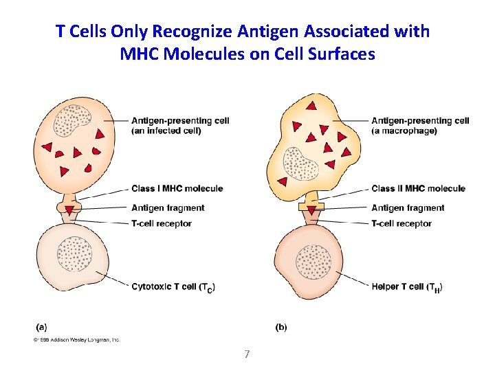 T Cells Only Recognize Antigen Associated with MHC Molecules on Cell Surfaces 7 