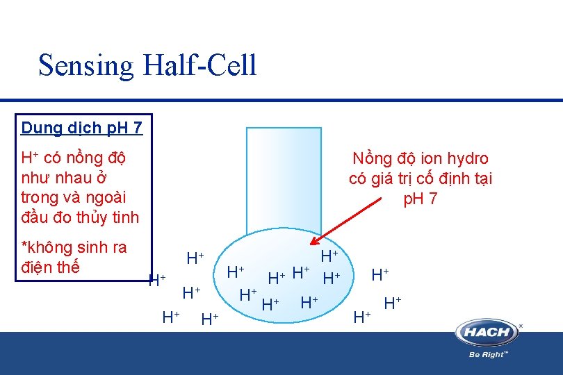 Sensing Half-Cell Dung dịch p. H 7 H+ có nồng độ như nhau ở Sensing Half-Cell Dung dịch p. H 7 H+ có nồng độ như nhau ở