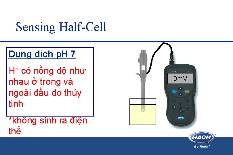 Sensing Half-Cell Dung dịch p. H 7 H+ có nồng độ như nhau ở Sensing Half-Cell Dung dịch p. H 7 H+ có nồng độ như nhau ở