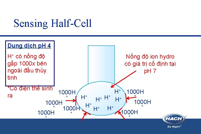 Sensing Half-Cell Dung dịch p. H 4 H+ có nồng độ gấp 1000 x Sensing Half-Cell Dung dịch p. H 4 H+ có nồng độ gấp 1000 x