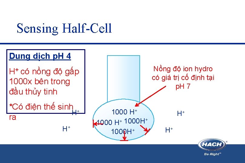 Sensing Half-Cell Dung dịch p. H 4 Nồng độ ion hydro có giá trị Sensing Half-Cell Dung dịch p. H 4 Nồng độ ion hydro có giá trị