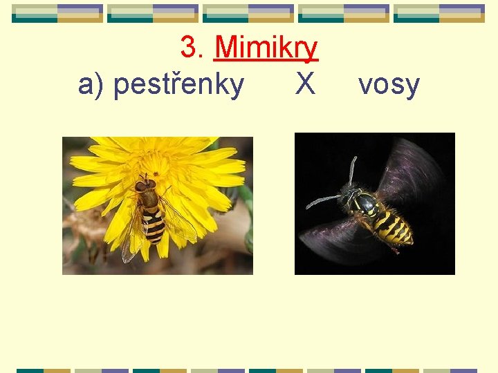 3. Mimikry a) pestřenky X vosy 3. Mimikry a) pestřenky X vosy