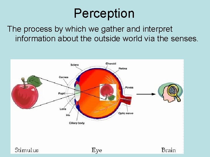 Perception The process by which we gather and interpret information about the outside world