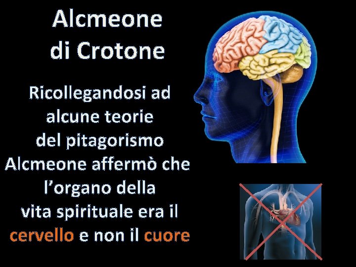 Alcmeone di Crotone Ricollegandosi ad alcune teorie del pitagorismo Alcmeone affermò che l’organo della