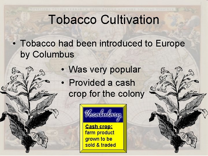 Tobacco Cultivation • Tobacco had been introduced to Europe by Columbus • Was very