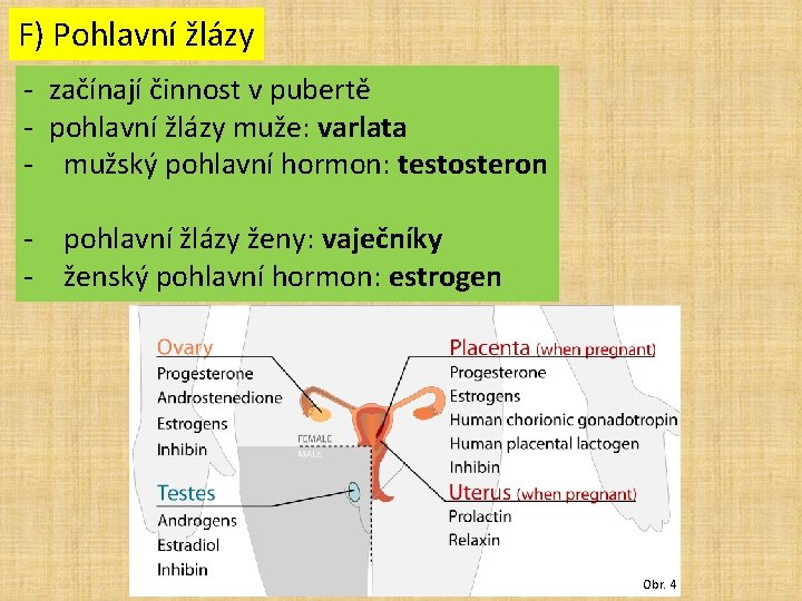 F) Pohlavní žlázy - začínají činnost v pubertě - pohlavní žlázy muže: varlata -