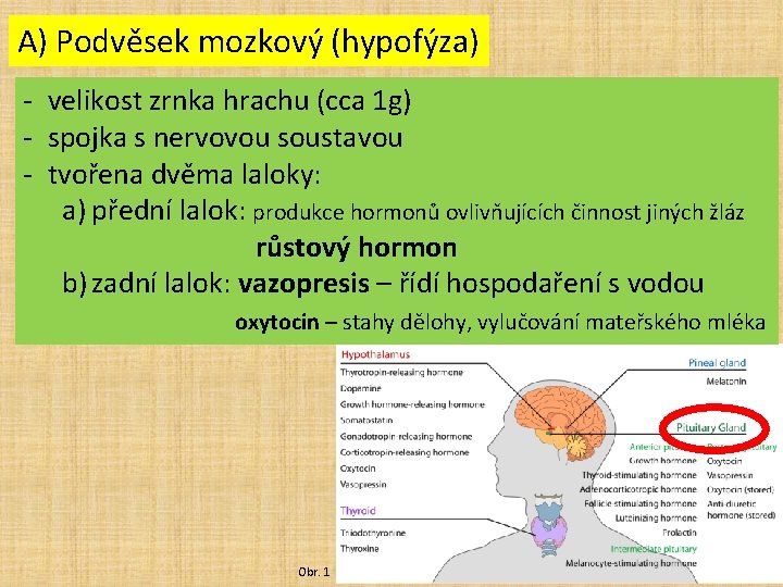 A) Podvěsek mozkový (hypofýza) - velikost zrnka hrachu (cca 1 g) - spojka s