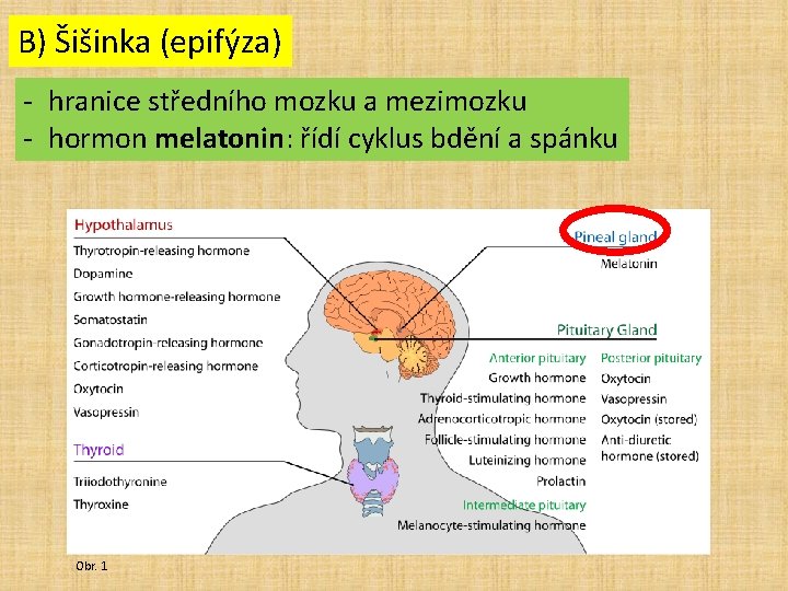 B) Šišinka (epifýza) - hranice středního mozku a mezimozku - hormon melatonin: řídí cyklus