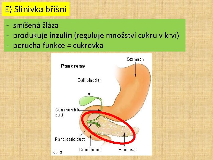 E) Slinivka břišní - smíšená žláza - produkuje inzulin (reguluje množství cukru v krvi)