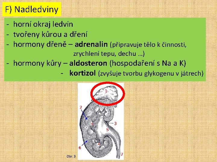 F) Nadledviny - horní okraj ledvin - tvořeny kůrou a dření - hormony dřeně