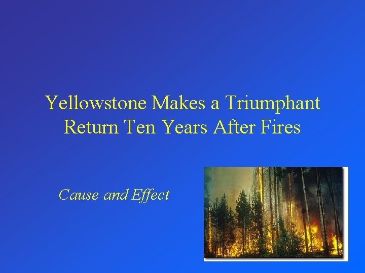 Yellowstone Makes a Triumphant Return Ten Years After Fires Cause and Effect 