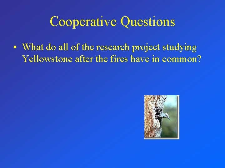 Cooperative Questions • What do all of the research project studying Yellowstone after the