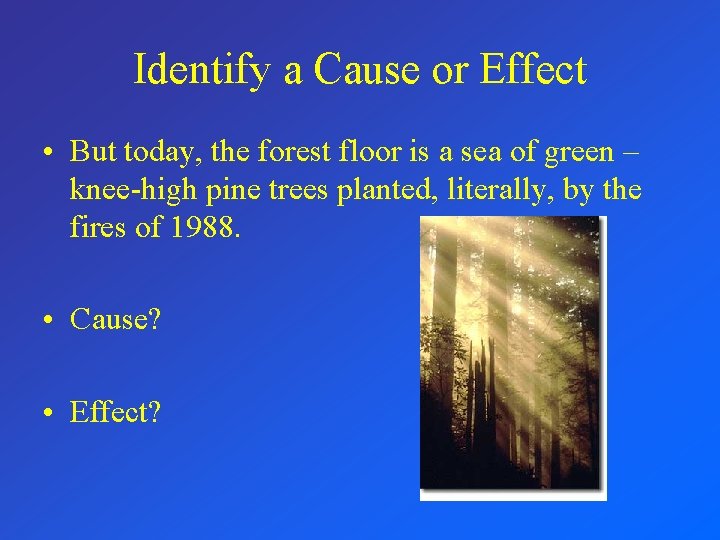 Identify a Cause or Effect • But today, the forest floor is a sea