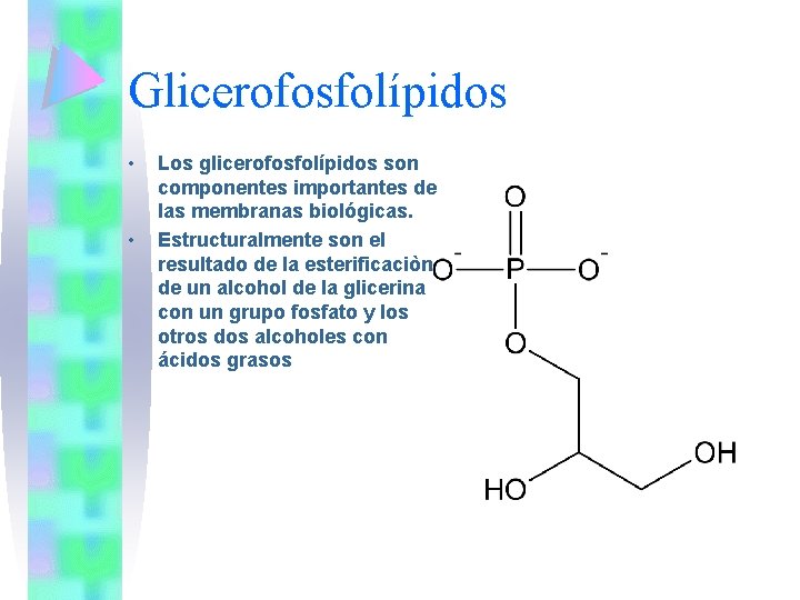 Glicerofosfolípidos • • Los glicerofosfolípidos son componentes importantes de las membranas biológicas. Estructuralmente son