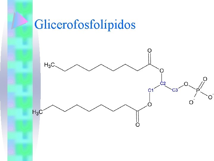 Glicerofosfolípidos 