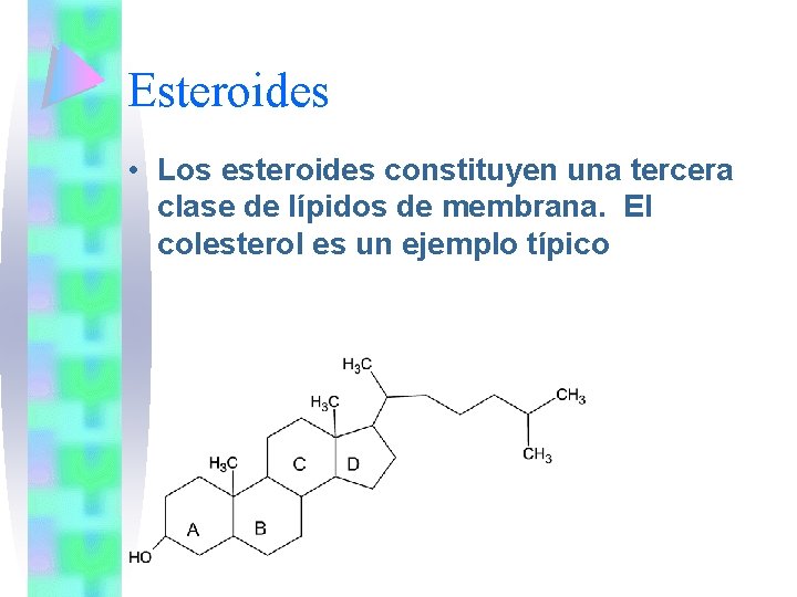 Esteroides • Los esteroides constituyen una tercera clase de lípidos de membrana. El colesterol