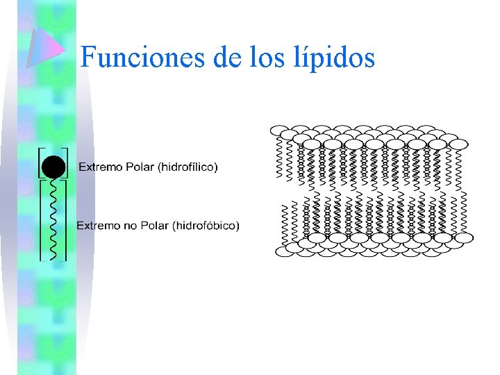 Funciones de los lípidos 