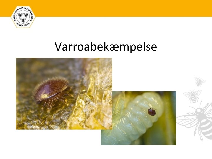 Varroabekæmpelse 