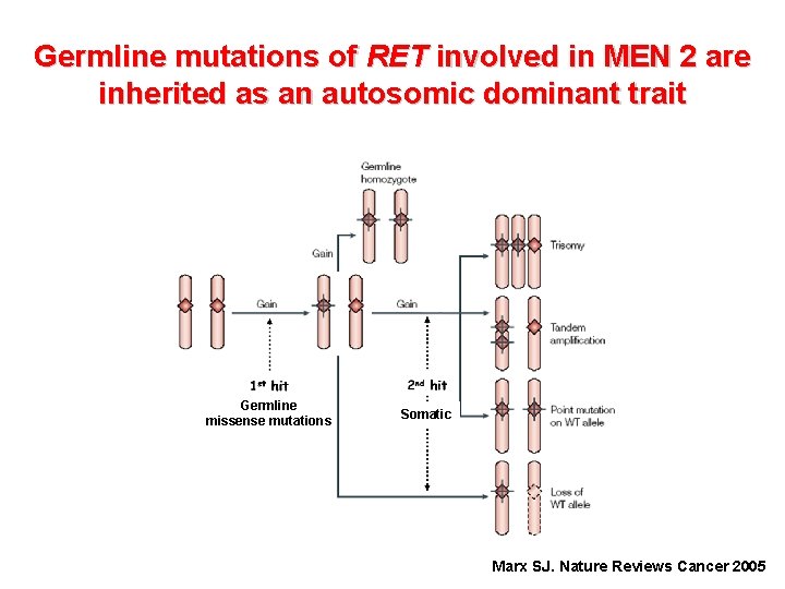 Germline mutations of RET involved in MEN 2 are inherited as an autosomic dominant