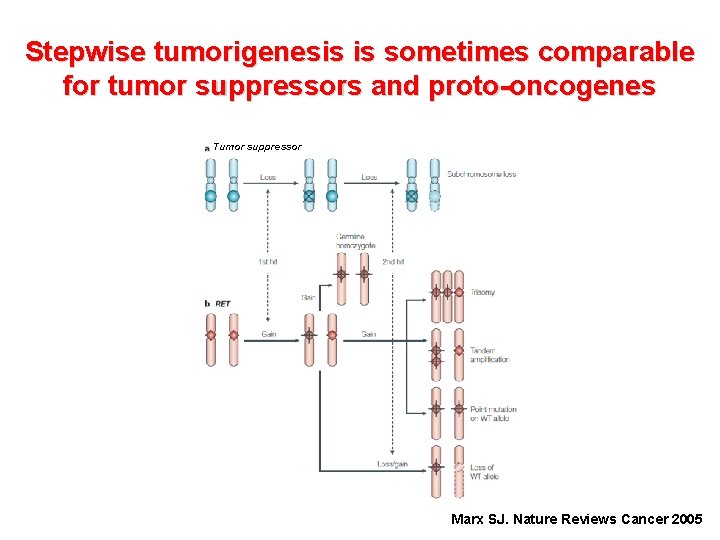 Stepwise tumorigenesis is sometimes comparable for tumor suppressors and proto-oncogenes Tumor suppressor Marx SJ.