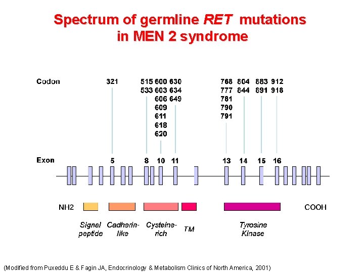 Spectrum of germline RET mutations in MEN 2 syndrome (Modified from Puxeddu E &