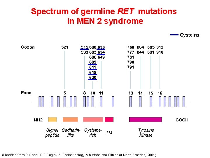Spectrum of germline RET mutations in MEN 2 syndrome Cysteins (Modified from Puxeddu E