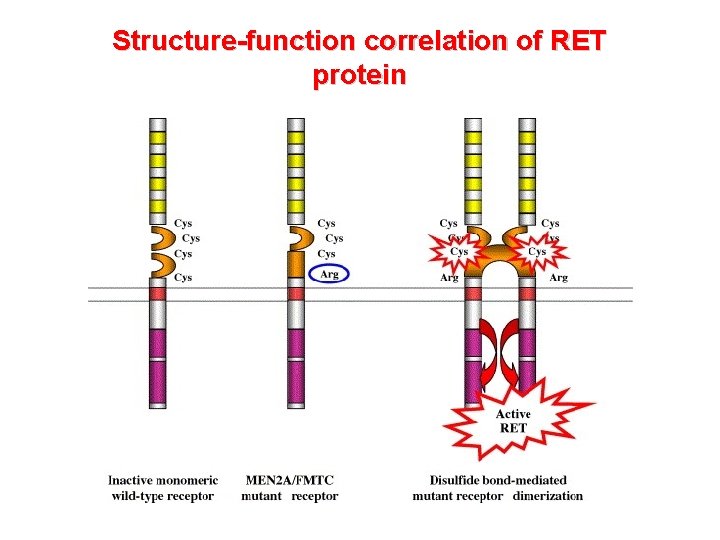 Structure-function correlation of RET protein 