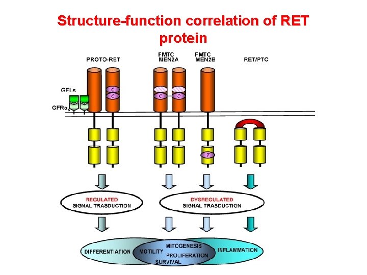 Structure-function correlation of RET protein FMTC 