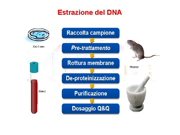 Estrazione del DNA 
