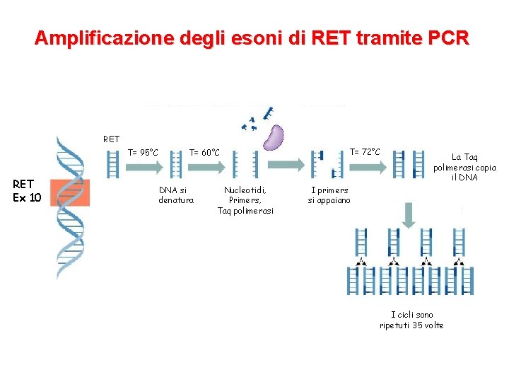 Amplificazione degli esoni di RET tramite PCR RET T= 95°C RET Ex 10 T=