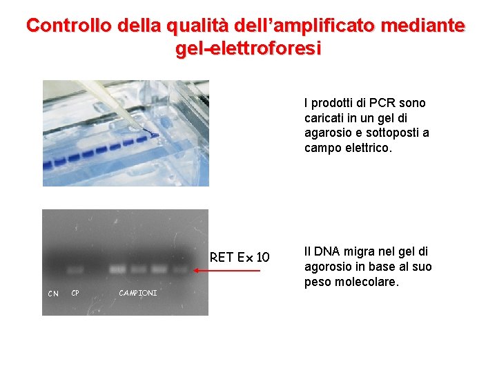 Controllo della qualità dell’amplificato mediante gel-elettroforesi I prodotti di PCR sono caricati in un