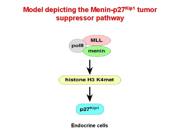 Model depicting the Menin-p 27 Kip 1 tumor suppressor pathway Endocrine cells 