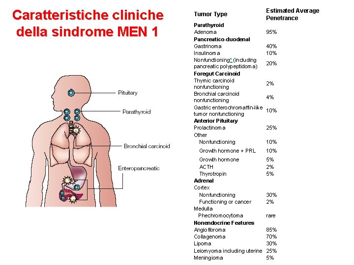 Caratteristiche cliniche della sindrome MEN 1 Tumor Type Estimated Average Penetrance Parathyroid Adenoma Pancreatico-duodenal
