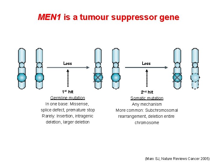 MEN 1 is a tumour suppressor gene Loss 1 st hit Germline mutation In