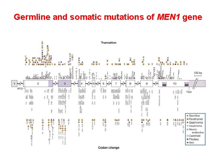 Germline and somatic mutations of MEN 1 gene 
