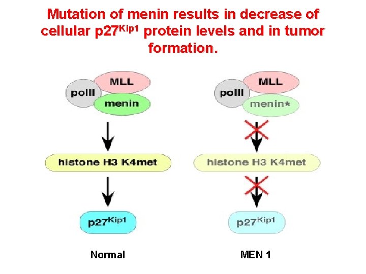 Mutation of menin results in decrease of cellular p 27 Kip 1 protein levels