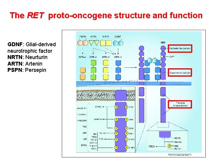 The RET proto-oncogene structure and function GDNF: Glial-derived neurotrophic factor NRTN: Neurturin ARTN: Artenin