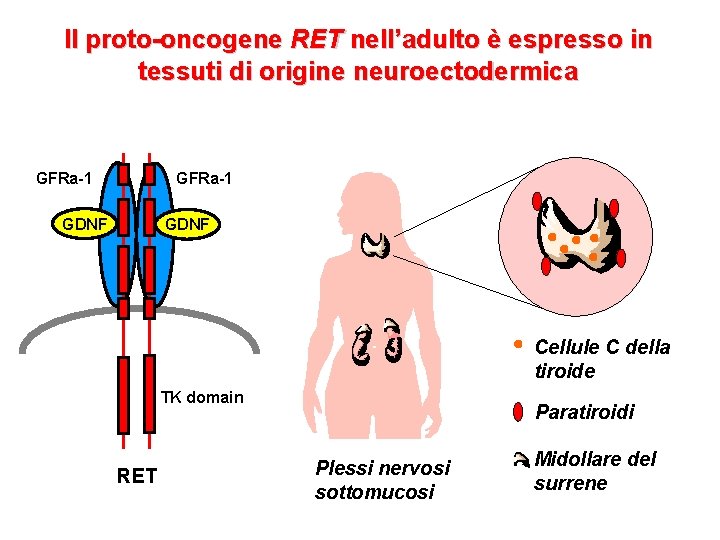 Il proto-oncogene RET nell’adulto è espresso in tessuti di origine neuroectodermica GFRa-1 GDNF Cellule
