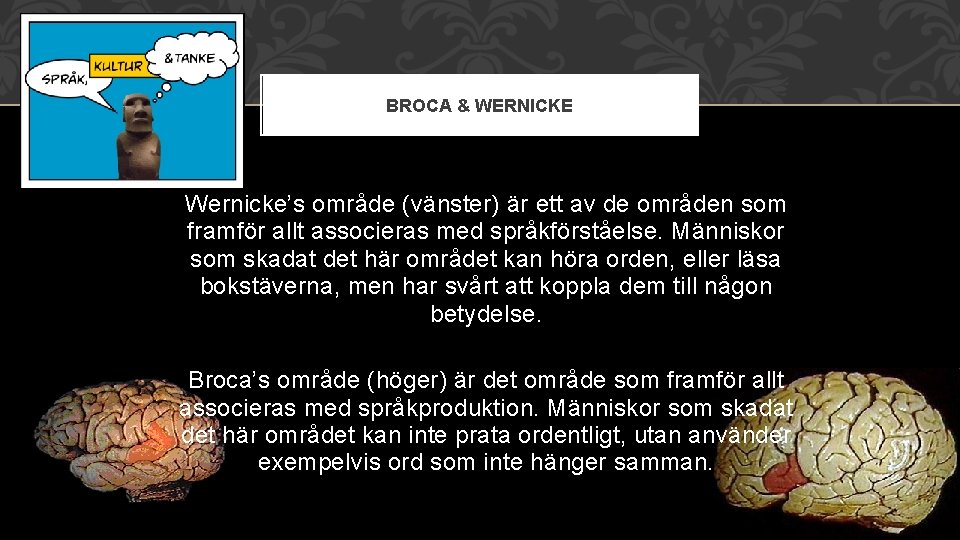 BROCA & WERNICKE Wernicke’s område (vänster) är ett av de områden som framför allt