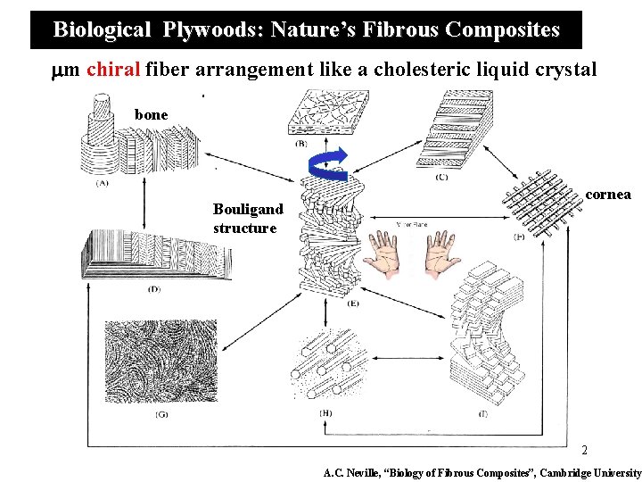 Biological Plywoods: Nature’s Fibrous Composites mm chiral fiber arrangement like a cholesteric liquid crystal