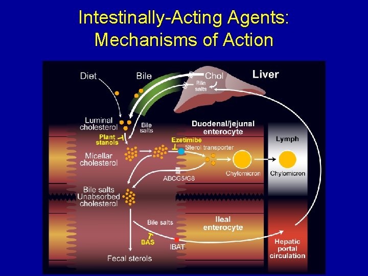 Intestinally-Acting Agents: Mechanisms of Action 